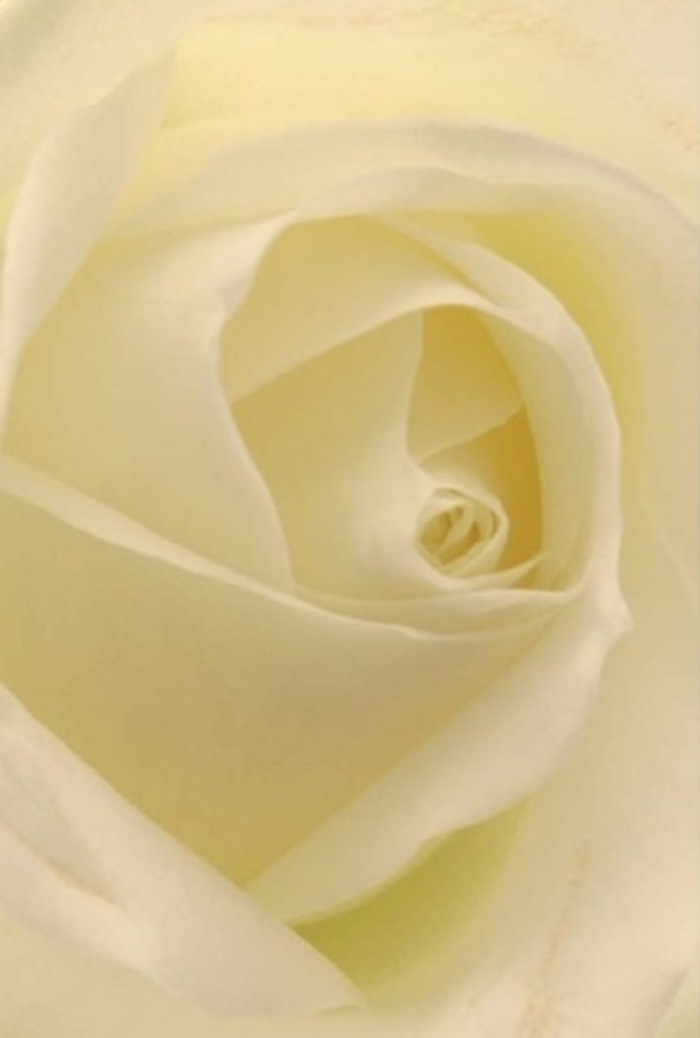 Seen up close, the classic white rose in this arrangement reveals layer upon layer of pure cream and soft golden undertones, as if painted by the diffuse sunlight pouring over Aldgate's storied rooftops. The petals settle in perfect spirals, their matte texture a promise of both delicacy and strength. Shaded folds give the composition a sense of tranquil movement, reminiscent of the early morning calm that settles over Aldgate's bustling streets before the city awakens. The outermost petals are so fine they whisper secrets of vulnerability, while their flawless arrangement speaks of a lifetime dedicated to floral artistry. With every petal perfectly placed, this rose becomes more than just a flower-it is a gentle messenger suitable for the most meaningful moments: a quiet apology, a romantic gesture under the city lights, or a centrepiece gracing an elegant gathering in the heart of the neighbourhood. The rose's understated fragrance evokes serenity, offering a reminder that sometimes the simplest blooms leave the strongest impression. Created by the hands of Aldgate's own florists, this composition is both a work of beauty and a heartfelt connection to the community it represents.